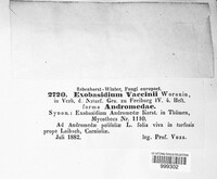 Exobasidium vaccinii image